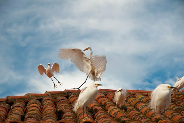 imagem de graças-brancas pousadas num telhado