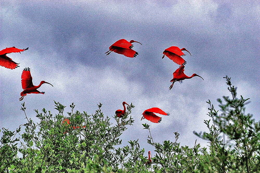Reminiscências de uma tarde domingueira, imagem de guarás em voo